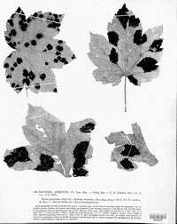 Rhytisma acerinum image
